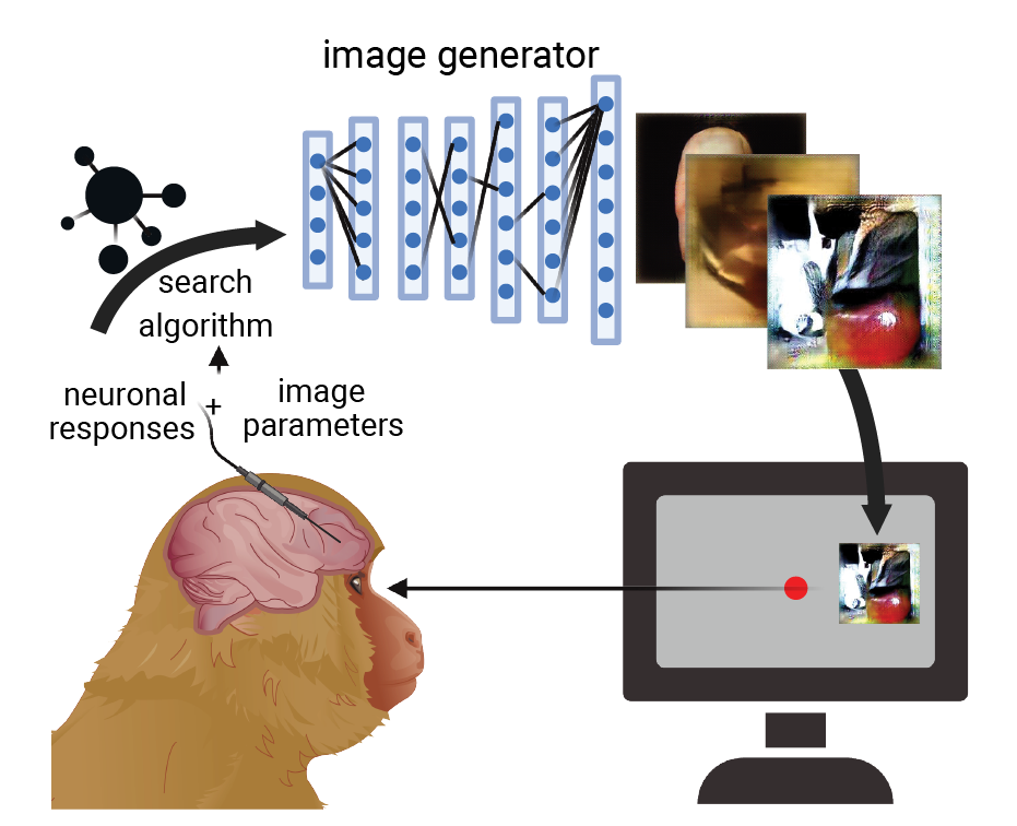 animal in a closed loop approach