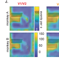 brain heatmaps